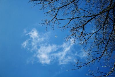 Low angle view of bare trees against blue sky