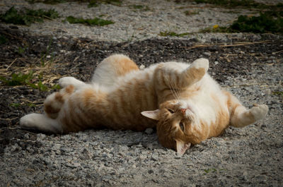 Cat sleeping on field