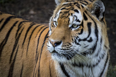 Close-up portrait of tiger