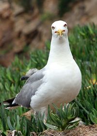 Close-up of bird perching on white background