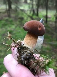 Close-up of mushroom growing on tree