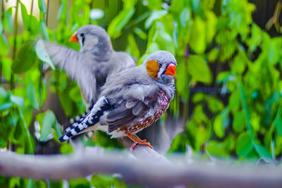 View of birds perching on branch