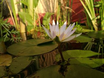 Close-up of lotus water lily