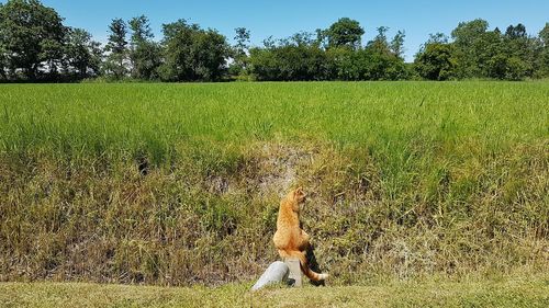 View of a horse on field