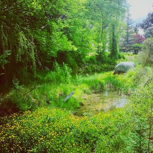 Scenic view of forest