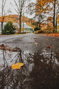 Autumn leaves in puddle