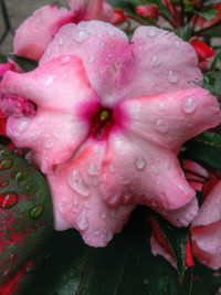 Close-up of water drops on pink flower