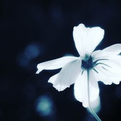 Close-up of white flower blooming outdoors