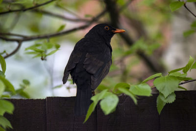 Black bird perching on a branch