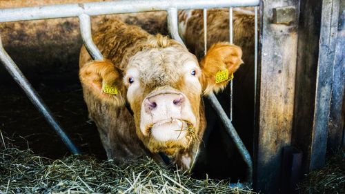 Cow in a pen