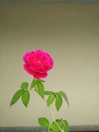 Close-up of pink rose