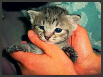 Close-up of cat