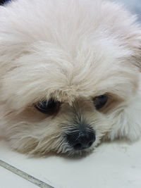 Close-up portrait of a dog