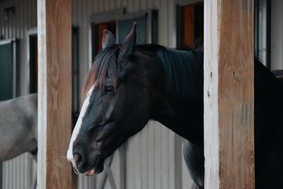 Close-up of horse