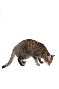 Side view of a cat against white background
