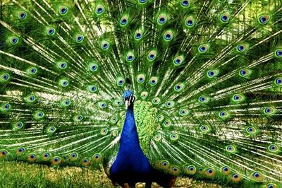 Multi colored peacock