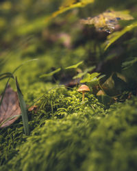 Close-up of fresh green leaves on field