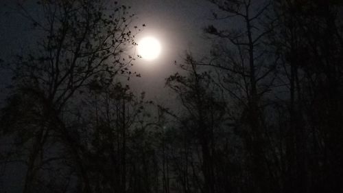 Low angle view of silhouette trees against sky at night