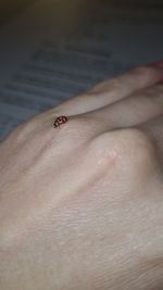 Close-up of ladybug on hand