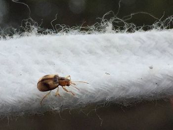 Close-up of insect on white surface