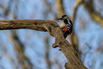 Close-up of a bird perching on a tree