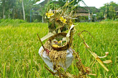 Close-up of crab on plant on field