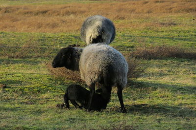 Sheep in a field