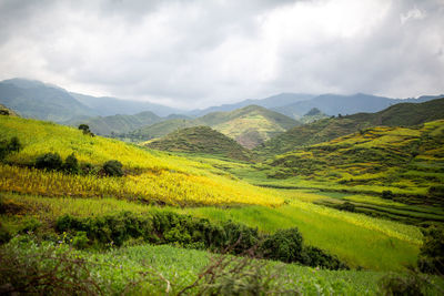 Scenic view of field against sky