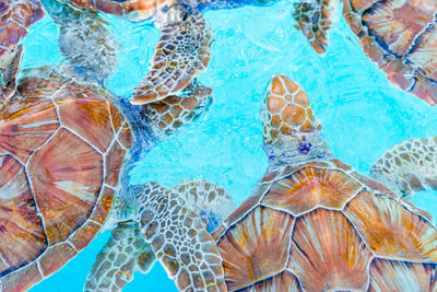 High angle view of turtle in swimming pool