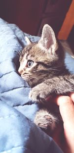 Midsection of cat relaxing on hand