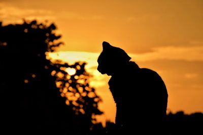 Silhouette of dog on tree at sunset