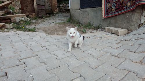 Portrait of cat sitting on street