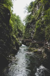 River flowing amidst trees in forest