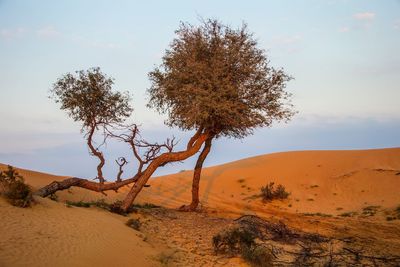 Tree on sand dune in desert against sky