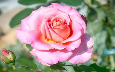 Close-up of pink rose blooming outdoors