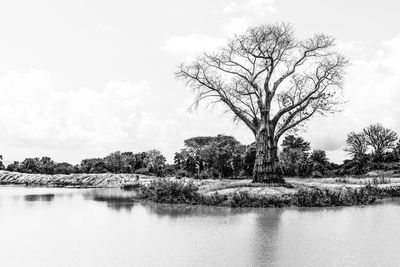 Bare tree by lake against sky