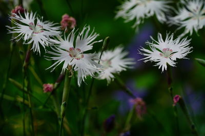 Close-up of white flowering plant