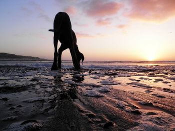 Dog standing at beach against sky during sunset