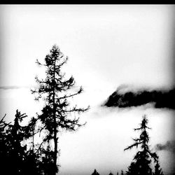 Low angle view of bare trees against sky