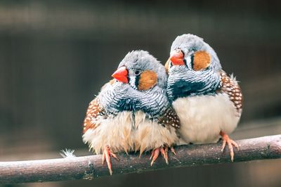 Close-up of birds perching on wood