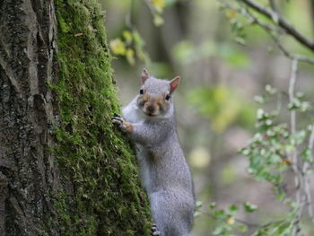 Squirrel on tree trunk