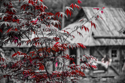 Close-up of red leaves on tree during winter