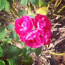 Close-up of pink rose