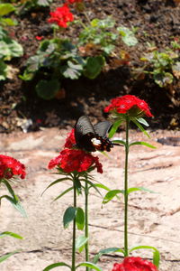 Close-up of red hibiscus flowers blooming outdoors