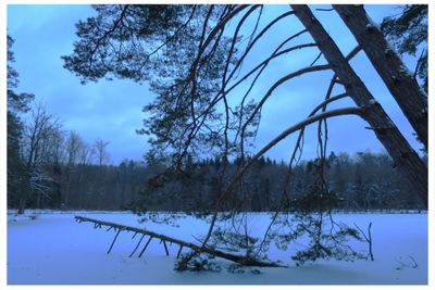 Bare trees on snow covered landscape