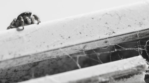 Close-up of lizard on snow