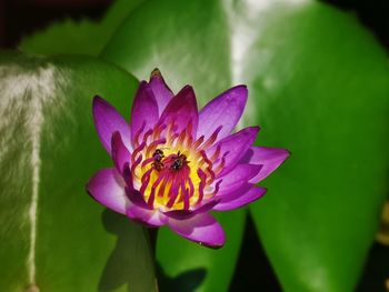 Close-up of purple water lily