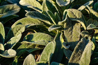 High angle view of succulent plant