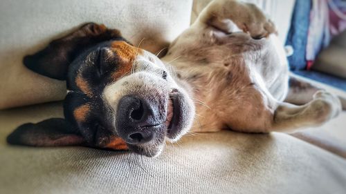 Close-up of a dog sleeping on bed