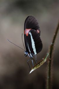 Close-up of butterfly